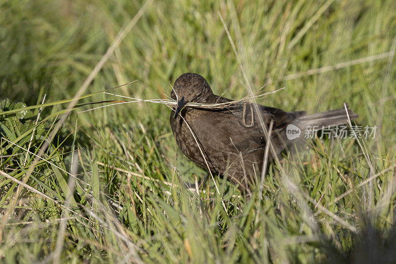 黑色的卷腹鸟，南极洲卷腹鸟，又名Tussacbird或Tussock bird，为筑巢收集草。福克兰群岛